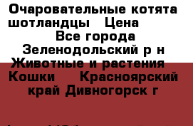 Очаровательные котята шотландцы › Цена ­ 2 000 - Все города, Зеленодольский р-н Животные и растения » Кошки   . Красноярский край,Дивногорск г.